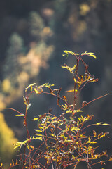 A shrub plant begins to turn yellow in autumn against the backdrop of a blurry forest in the...