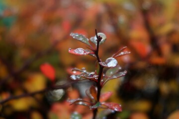 red and yellow leaves