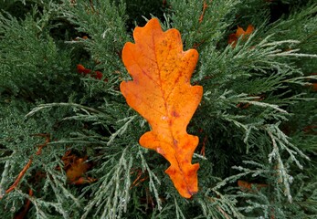 red oak leaf