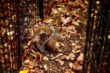 squirrel is eating nut