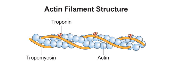 Scientific Designing of Actin Filament Structure. Colorful Symbols. Vector Illustration. - obrazy, fototapety, plakaty