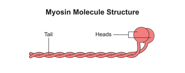 Scientific Designing of Myosin Molecule Structure. Colorful Symbols. Vector Illustration. - obrazy, fototapety, plakaty