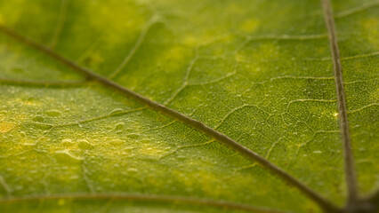 Green maple leaf with details. Autumn leaves in close-up. Natural background.