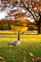 goose on the meadow in autumn colors © Waldemar