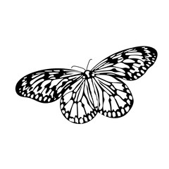 mariposa idea leuconoe