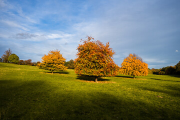 autumn landscape with trees and blue sky