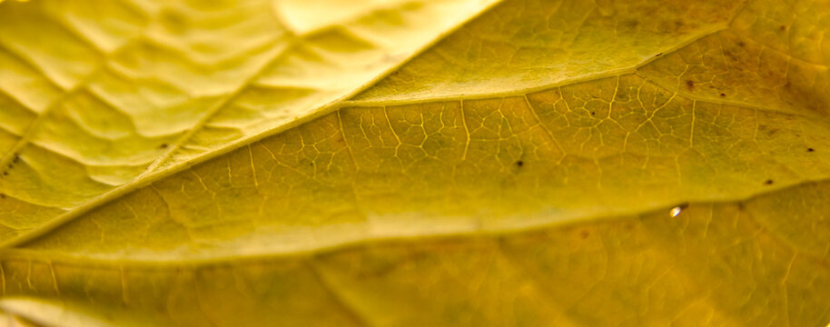 Yellow leaf with details. Autumn leaves in close-up. Natural background.
