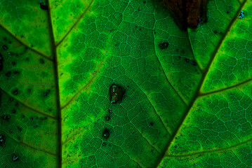 Green maple leaf with details. Autumn leaves in close-up. Natural background.
