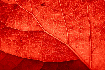 Naklejka na ściany i meble Red leaf with details. Autumn leaves in close-up. Natural background.