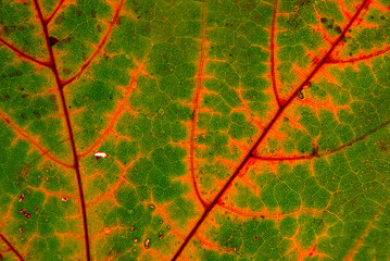 Green maple leaf with details. Autumn leaves in close-up. Natural background.