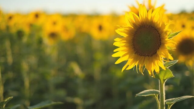 One blooming sunflower close-up in a sunflower field in summer. Summer landscape of a sunflower field.