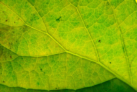 Green leaf with details. Autumn leaves in close-up. Natural background.