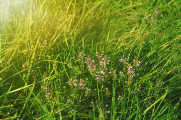 Thyme flowers on the meadow.Sunny day in autumn.