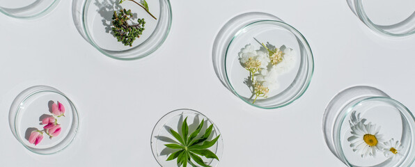 Banner Petri dishes on white background.Natural medicine,cosmetic research, bioscience,organic skin...