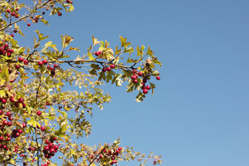 Hawthorn bush on a sunny day.Autumn season.