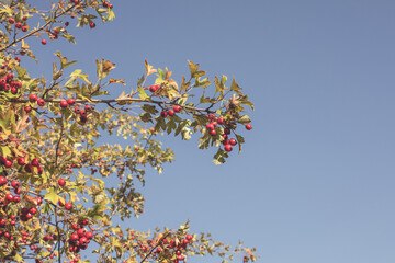 Hawthorn bush on a sunny day.Autumn season.