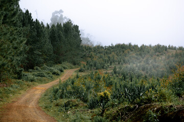 Fototapeta na wymiar Camino nublado al borde de un bosque de pinos