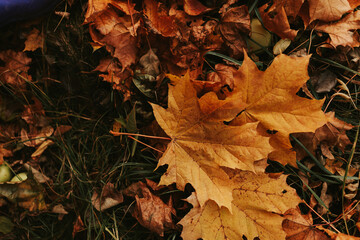 autumn leaves on the ground