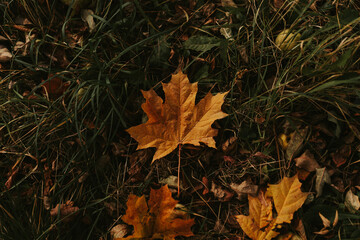 autumn maple leaves