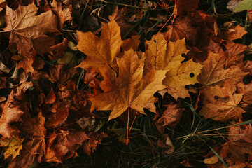 autumn leaves on the ground