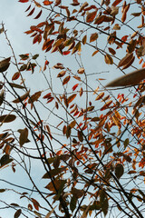 autumn leaves background