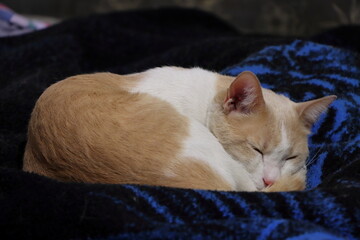 Gatito amarillo con blanco durmiendo plácidamente en una cama con una cobija negra con azul