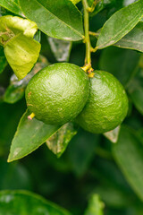 Citrus × aurantifolia pertenece a la familia Rutaceae.