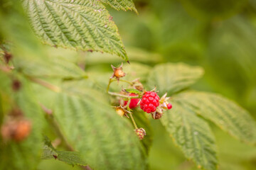 Rubus idaeus pertenece a la familia de las rosaceae.