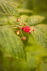 Rubus idaeus pertenece a la familia de las rosaceae.