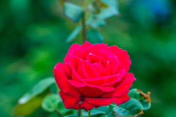 Rosa sp pertenece a la familia Rosaceae.