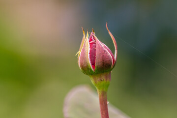 Rosa sp pertenece a la familia Rosaceae.