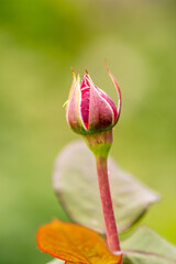 Rosa sp pertenece a la familia Rosaceae.