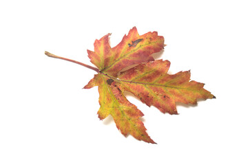 Closeup of autumnal maple leaf on white background