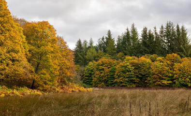 23 October 2022. Moray, Scotland. This is a display of the Autumn Colours in the Trees Leaves of Moray and Speyside.