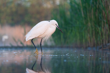 Little egret (Egretta garzetta)