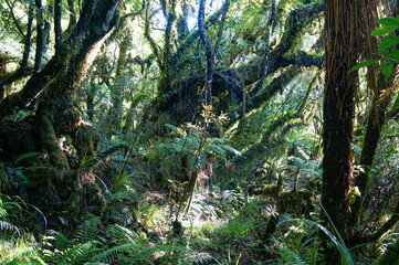 The Pouakai Circuit in New Zealand