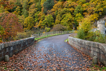 23 October 2022. Moray, Scotland. This is a display of the Autumn Colours in the Trees Leaves of Moray and Speyside.