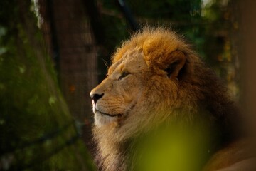 Der König der Löwen