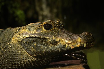 Alligator 
