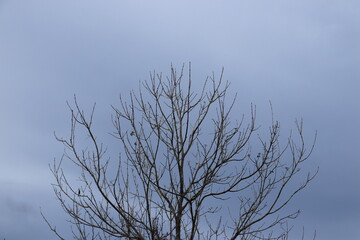The silhouette of a tree without leaves on the background of a light sky with clouds