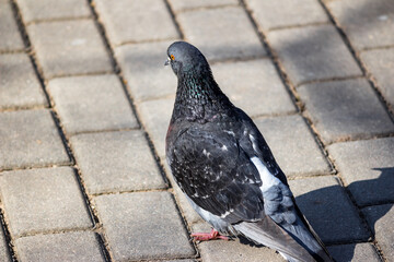 An urban pigeon sits on a paved path in the park