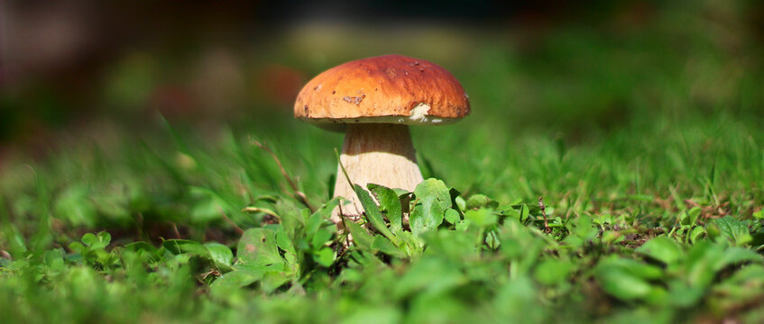 c&egrave;pe (bolet) champignon avec bokeh, (boletecae) (dans le gazon - il a &eacute;t&eacute; replant&eacute;)