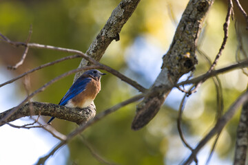 Eastern Bluebird. Sialia sialis