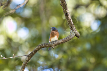 Eastern Bluebird. Sialia sialis