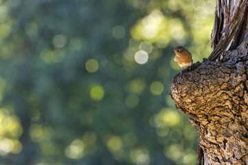 Eastern Bluebird. Sialia sialis