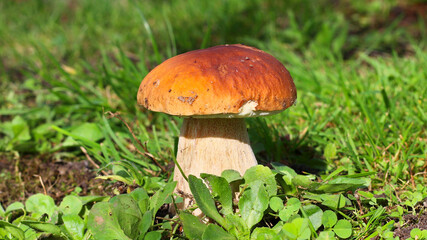 cèpe (bolet) champignon avec bokeh, (boletecae) (dans le gazon - il a été replanté)