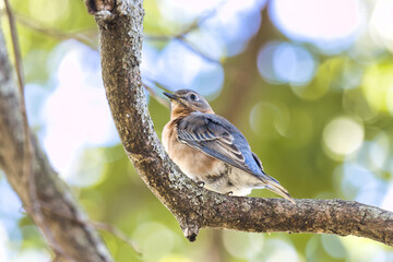 Eastern Bluebird. Sialia sialis