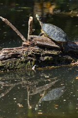 Red-eared slider. Trachemys scripta elegans