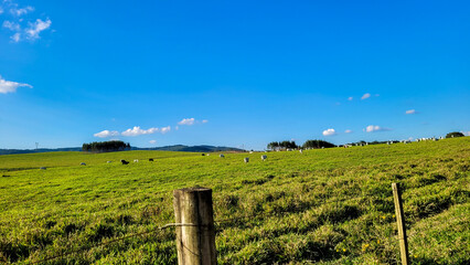 Fototapeta na wymiar farm landscape view in the countryside of Brazil