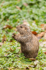 a beautiful character prairie dog eating